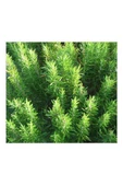 Biberiye Fidanı Rosmarinus Officinalis thumbnail 2