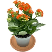 Kalanchoe (Kalanşo) Turuncu 10-20 cm thumbnail 2