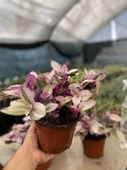 Tradescantia Nanouk Telgraf Çiçeği 13 Lük Saksıda - 1
