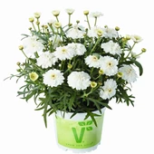 Aramis Double White Katmerli Çeşme Papatyası Çiçeği Fidesi (2 Adet Fide) - 1