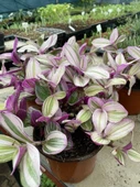 Tradescantia Nanouk Telgraf Çiçeği 13 Lük Saksıda - 2