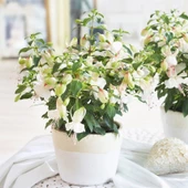 Fuchsita Polar Saksılık Beyaz Küpeli Çiçeği Fidesi (1 Adet fide) - 1