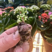 Sarkıcı Kalp Kalbe Karşı Çiçeği Ceropegia Woodii Sukulent Yumrusu (2 Adet) - 2