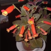 Koleksiyonluk Brasil Gem Kohleria Japon Küpelisi Çiçeği Fidesi (Mini Potta) - 1