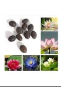 20 Adet Tohum Nadir Bulunan Karışık Renkli Lotus Su Çiçeği Tohumu Sürpriz Hediye Tohumlu - 2