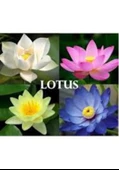 10 Adet Tohum Nadir Bulunan Karışık Lotus Çiçeği Tohum Nilüfer Su Zambak Tohumu Hediye Tohum - 2