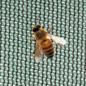 KORUMA TÜLÜ ARI TÜLÜ 25 SIKLIKTA 100 CM thumbnail 2