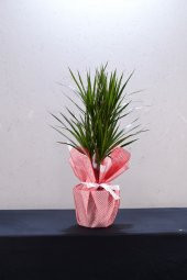 marginata saksı çiçeği - 1