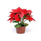 Saksıda Poinsetia Atatürk Çiçeği Yaprak Dökmeyen Tür thumbnail 1