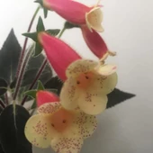 Özel Tür Samas Kohleria Japon Küpelisi Çiçeği Fidesi (Mini Saksıda) - 1