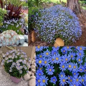 Felicia Amelloides Mavi Papatya Çiçeği Fidesi (2 Fide) thumbnail 1