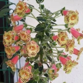 Özel Tür Belinda Kohleria Japon Küpelisi Çiçeği Fidesi (Mini Saksıda) - 1