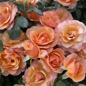 Çift Renk Yediveren Nathalie Kokulu Gül Çiçeği Fidesi (1 Adet Paper Potta) thumbnail 1