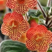 Özel Tür Citronella Kohleria Japon Küpelisi Çiçeği Fidesi (1 Fide) - 1