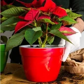 Saksıda Poinsetia Atatürk Çiçeği Yaprak Dökmeyen Tür thumbnail 2
