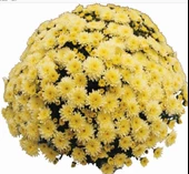 Branfountain Lemon Kasımpatı Krizantem Çiçeği Fidesi (1 Adet) - 1