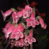 Özel Victoria Kohleria Japon Küpelisi Çiçeği Fidesi (Mini Saksıda) - 1