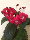 Özel Ni's Kiira Kohleria Japon Küpelisi Çiçeği Fidesi (Mini Potta) - 1