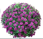 Bransmart Purple Kasımpatı Krizantem Çiçeği Fidesi (1 Adet) - 1