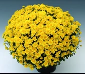 Branroyal Yellow Kasımpatı Krizantem Çiçeği Fidesi (1 Adet) - 1