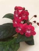 Özel Ni's Kiira Kohleria Japon Küpelisi Çiçeği Fidesi (Mini Potta) - 2
