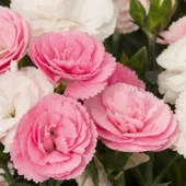 Pastel Renkler Sweet Pleasure Light Pink Kokulu Karanfil Fidesi (1 adet) - 1