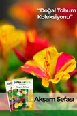 15 Adet Akşam Sefası (Mirabilis Jalapa) Çiçek Tohumu - 1