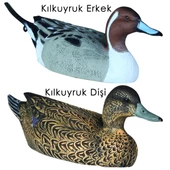 DD.21 Kılkuyruk Ördek Mühresi Erkek+Dişi thumbnail 1