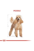 Poodle Yetişkin Köpek Maması 3kg - 8