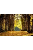 Harikabirev HARİKABİREV|SONBAHAR MANZARALI SARI ORMAN YOLU 1|ÇERÇEVELİ TEMPERLİ CAM TABLO TEKLİ YATAY thumbnail 2