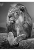 Harikabirev HARİKABİREV|SİYAH-BEYAZ SEVİLEN ASLAN TABLOSU 1 |ÇERÇEVELİ TEMPERLİ CAM TABLO TEKLİ DİKEY thumbnail 2