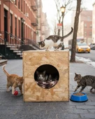 Reyo Kedi Evi Dış Ortam Uygun Ahşap Kedi Evi OSB 40x30x30 cm - CAT05 thumbnail 2