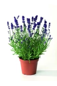 Su Yeşili Lavanta Çiçeği Fidanı 10-20 Cm thumbnail 1