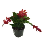 Schlumbergera Kırmızı - Yılbaşı Çiçeği (9 cm Saksıda) - 1