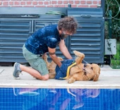 Kedi/Köpek Kurulama Havlusu Süper Su Emici Tüm Irk Köpekler Ve Kediler Için Çiş Alezi hediyeli - 2