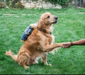 Kedi/Köpek Kurulama Havlusu Süper Su Emici Tüm Irk Köpekler Ve Kediler Için Çiş Alezi hediyeli - 4