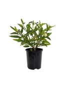 Saksıda Pepino Fidanı 10-20 cm - 1