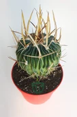 Echinofossulocactus (Stenocactus) Multicostatus özel tür kaktüs thumbnail 3
