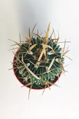 Echinofossulocactus (Stenocactus) Multicostatus özel tür kaktüs thumbnail 4