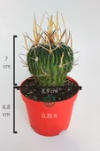 Echinofossulocactus (Stenocactus) Multicostatus özel tür kaktüs thumbnail 5