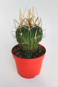 Echinofossulocactus (Stenocactus) Multicostatus özel tür kaktüs thumbnail 1