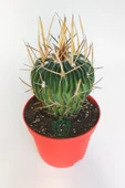 Echinofossulocactus (Stenocactus) Multicostatus özel tür kaktüs thumbnail 2