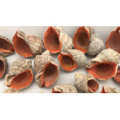Gongaz Deniz Kabuğu Süs Dekoratif Akvaryum Süsleme 3-4 Cm 5 Adet - 1