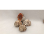 Gongaz Deniz Kabuğu Süs Dekoratif Akvaryum Süsleme 3-4 Cm 5 Adet - 6
