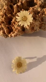 Kurutulmuş Beyaz Papatya İle Süslenmiş Papatya Şekil Gold Aksesuarlı Küpe Epoksi El Yapımı thumbnail 2