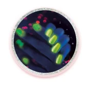 64471 Bilim ve Oyun - Tırnak Laboratuvarı +8 yaş thumbnail 9