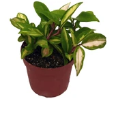 Hoya Tricolor  (10,5 Cm Saksıda) - 1