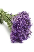 Lavandula Kokulu Lavanta Fidanı 10-15 Cm thumbnail 1