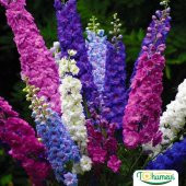 Hazeran Çiçeği (Delphinium) Süvari Mahmuzu Çiçeği (50 tohum) - 1