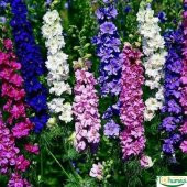Hazeran Çiçeği (Delphinium) Süvari Mahmuzu Çiçeği (50 tohum) - 2